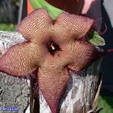 Stapelia sp GX (gigantea cf.? darker and smaller fl.)   ÉPUISÉ - OUT of STOCK - AGOTADO